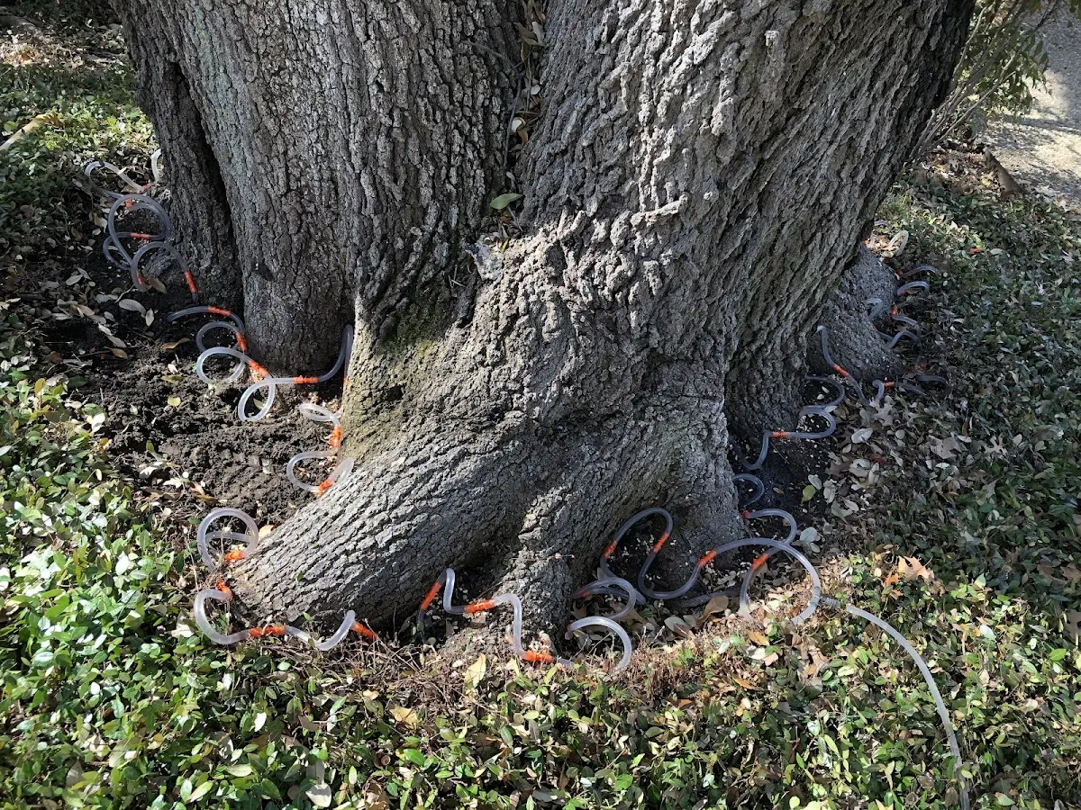 Detailed Shrub and Hedge Trimming job site in Richton